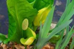 Spadix