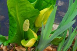 Spadix