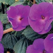 Achimenes