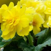 Begonia