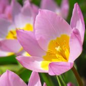 Botanical Tulips