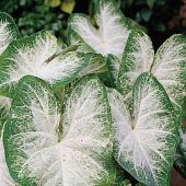 Caladium