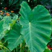 Colocasia