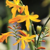 Crocosmia (aka Montbretia)