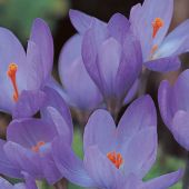 Crocus (Fall Flowering)