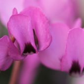 Cyclamen