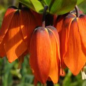 Fritillaria