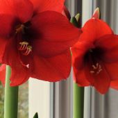 Hippeastrum (aka Amaryllis)