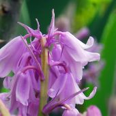 Hyacinthoides