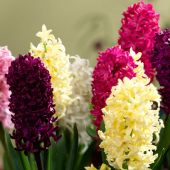 Hyacinthus