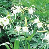 Hymenocallis