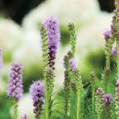 Liatris