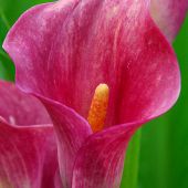 Zantedeschia