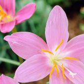 Zephyranthes