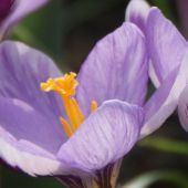 Crocus (Spring Flowering)