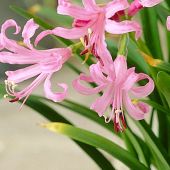 Nerine