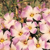 Oxalis