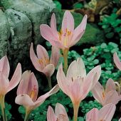 Colchicum