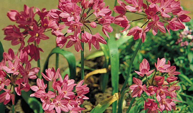 Allium oreophilum / Allium ostrowskianum