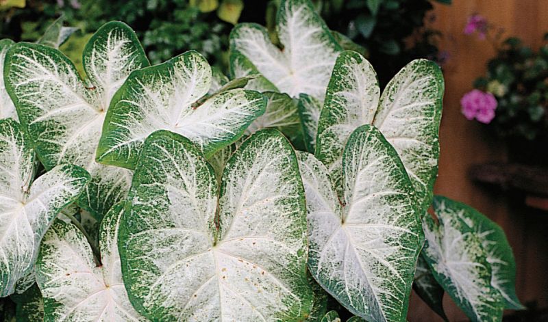 Caladium Fancy-leafed form