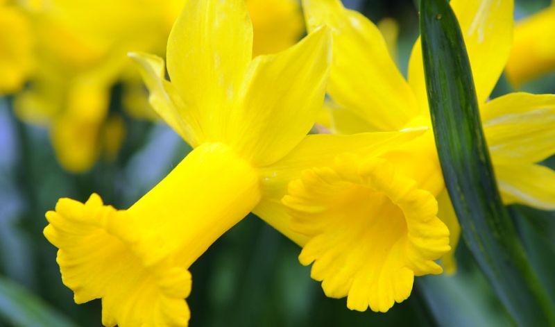 Narcissus Cyclamineus type