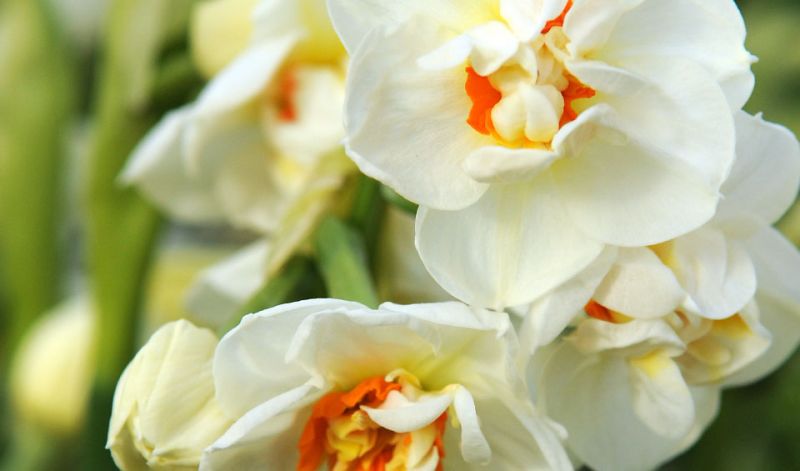 Narcissus Double type
