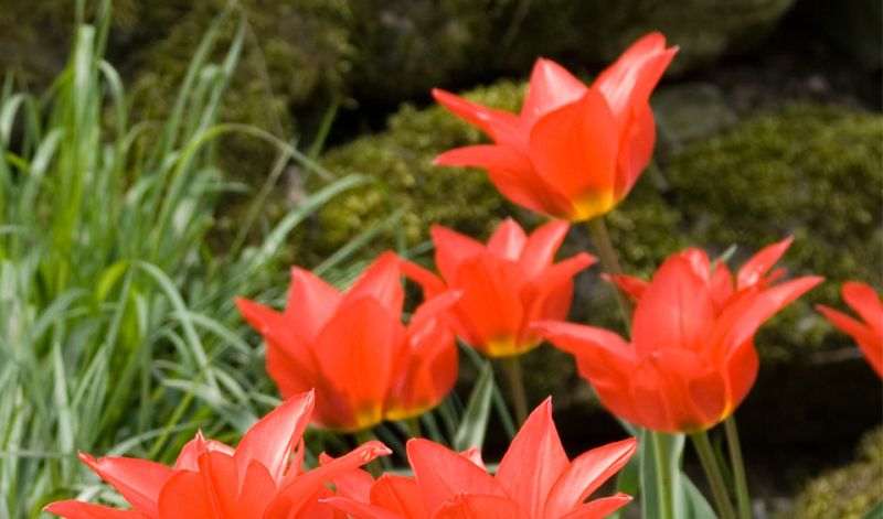 Tulipa Eichleri Tulipa Eichleri