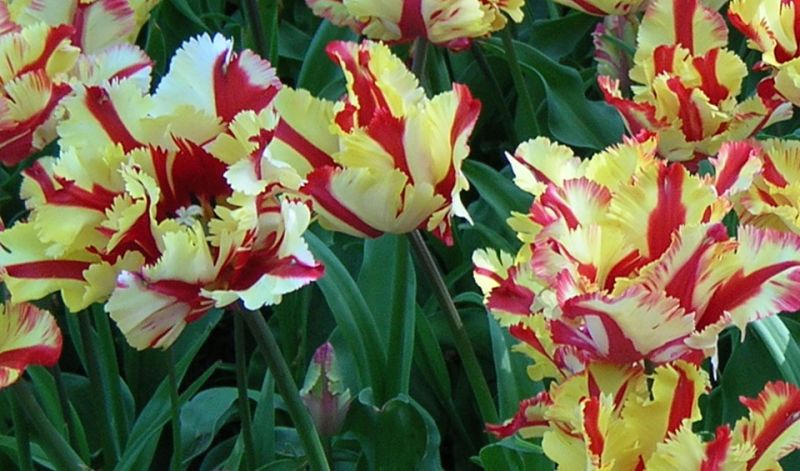 Tulipa Parrot group