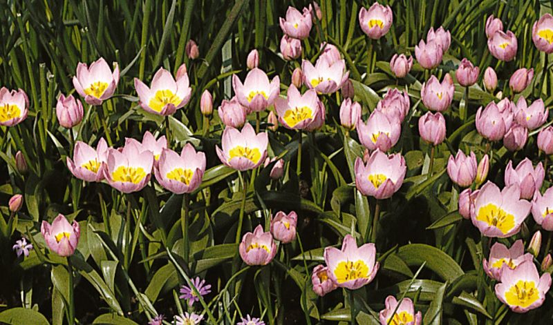 Tulipa saxatilis