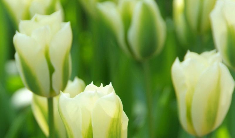 Tulipa Viridiflora group