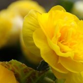 Begonia Multiflora Maxima type