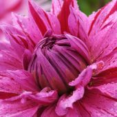 Dahlia Cactus & semi-Cactus type