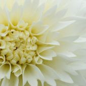 Dahlia Decasplit type