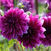 Dahlia Decorative type