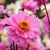 Dahlia Peony-flowering type