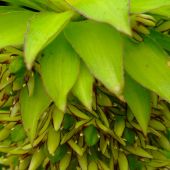 Eucomis bicolor