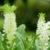 Eucomis autumnalis