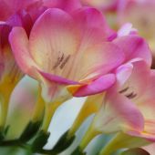 Freesia