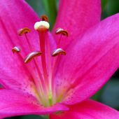 Lilium LA hybrids