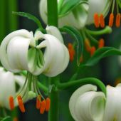 Lilium martagon