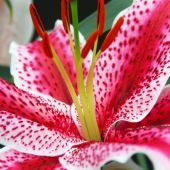 Lilium Oriental hybrids