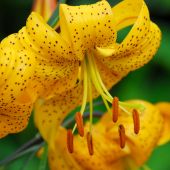 Lilium tigrinum / Lilium lancifolium