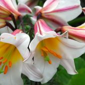 Lilium Trumpet type