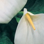 Zantedeschia aethiopica