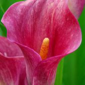 Zantedeschia rehmannii