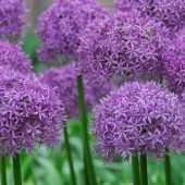 Allium alfatunense