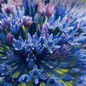 Allium caeruleum / Allium azureum