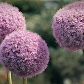 Allium giganteum