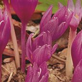 Colchicum autumnale