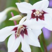 Acidanthera Murielae / Gladiolus callianthus Murielae